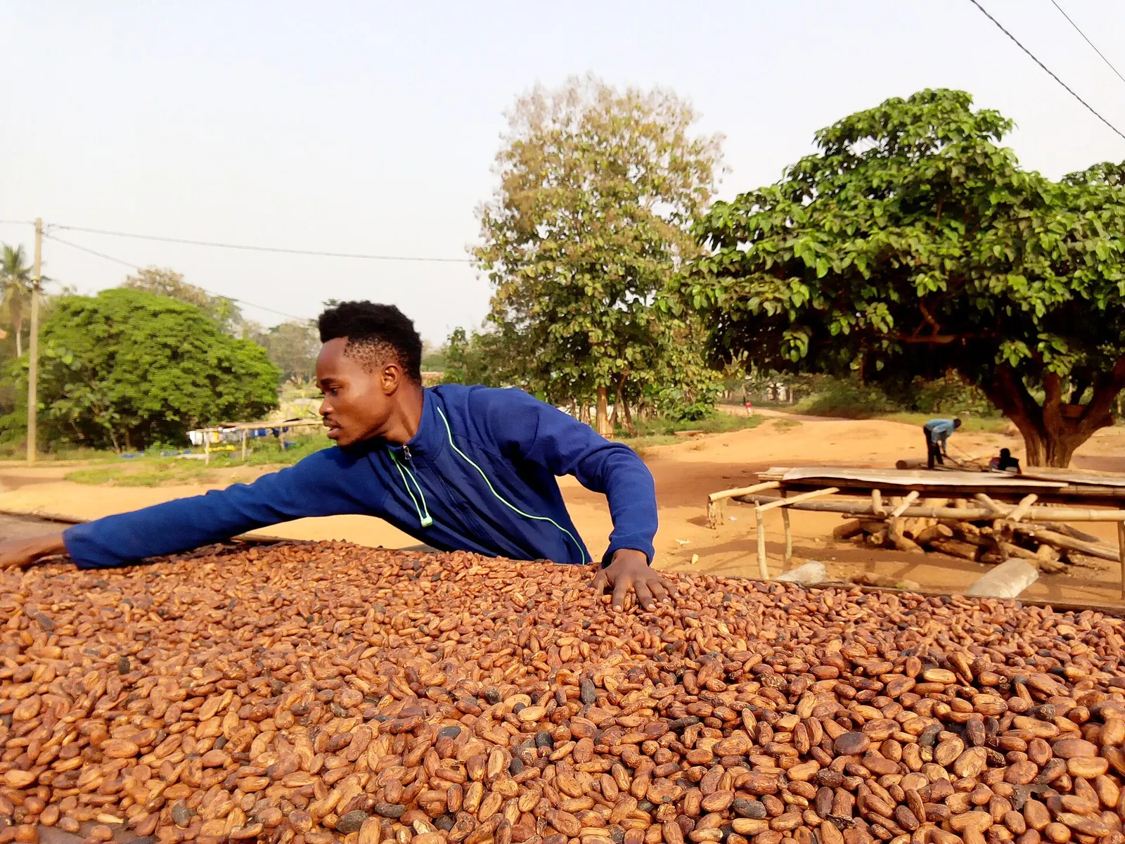 A cocoa farmer drying beans in the sun in Ghana