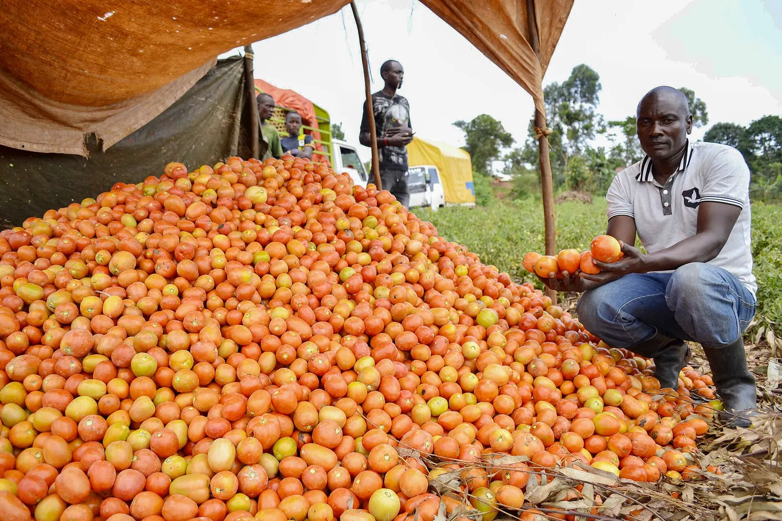 A farmer with a large harvest of tomatoes ready for sale