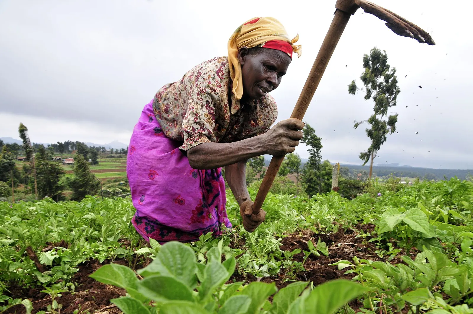 A farmer working her field with a hoe